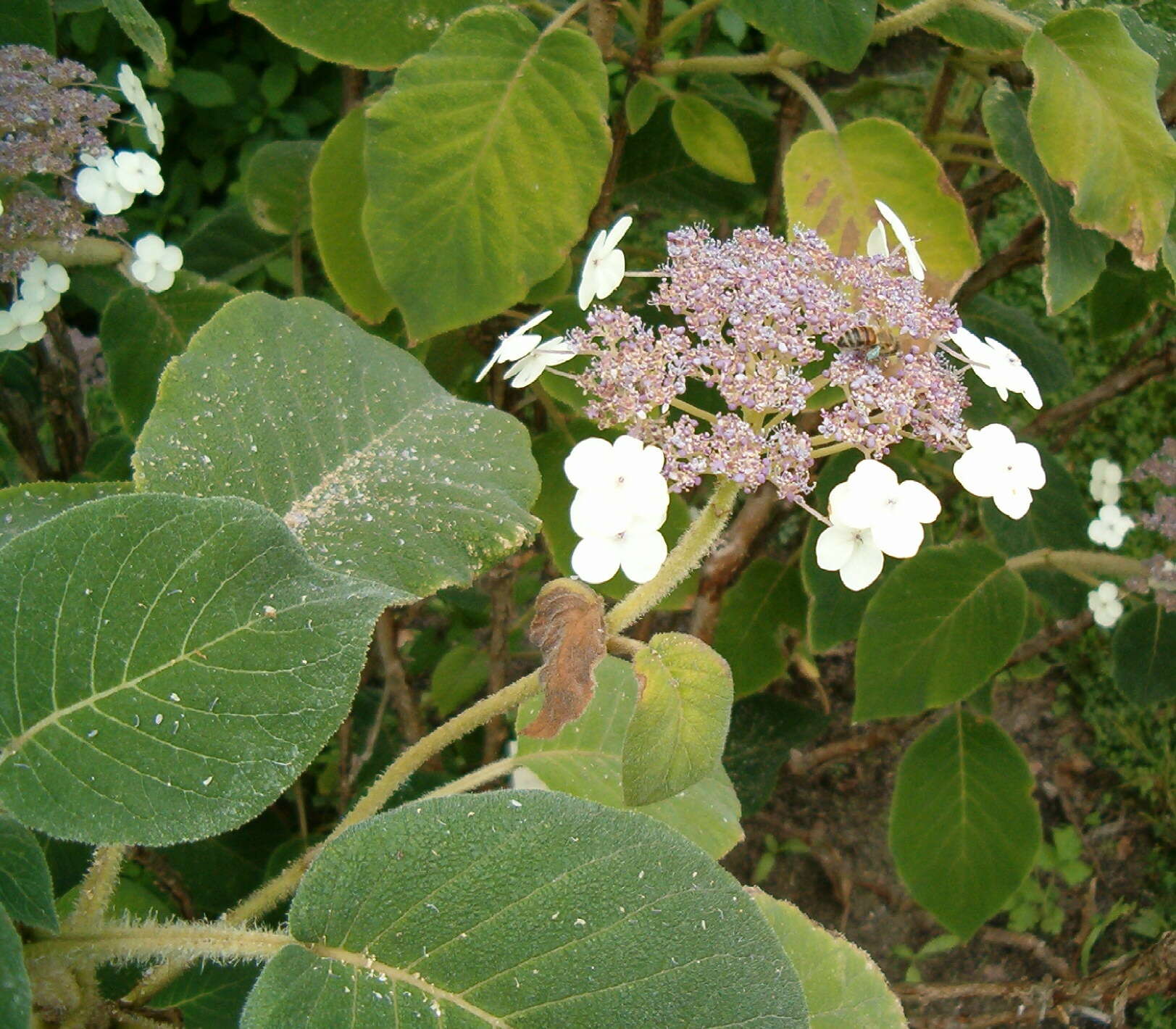 Image of Hydrangea aspera Buch.-Ham. ex D. Don