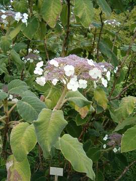 Sivun Hydrangea aspera Buch.-Ham. ex D. Don kuva