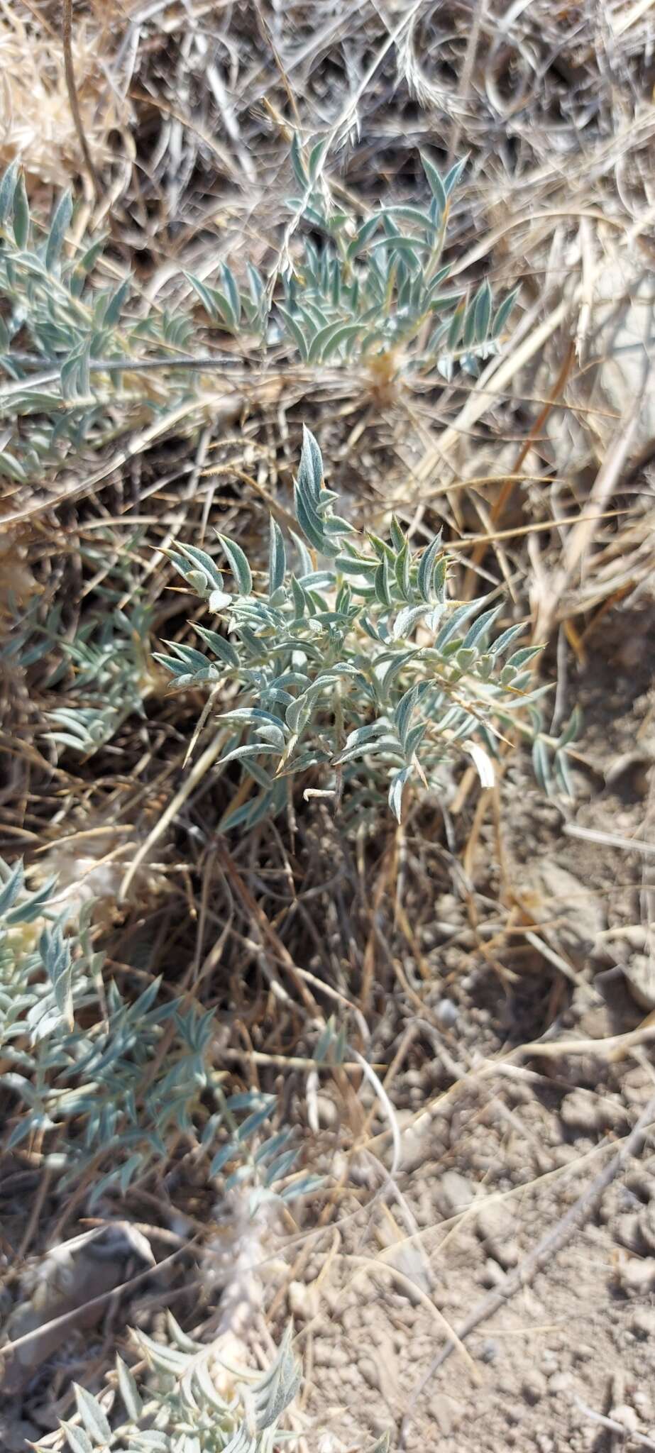 Image of Astragalus oleaefolius DC.