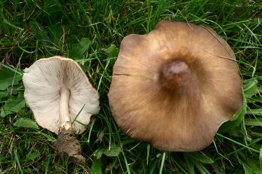 Image of Pluteus