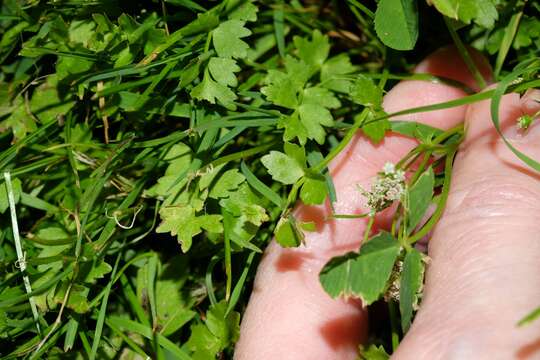 Image of Creeping marshwort