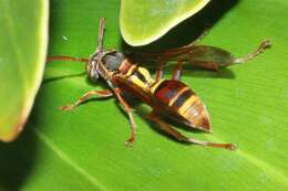 Image de Polistes humilis synoecus de Saussure 1853