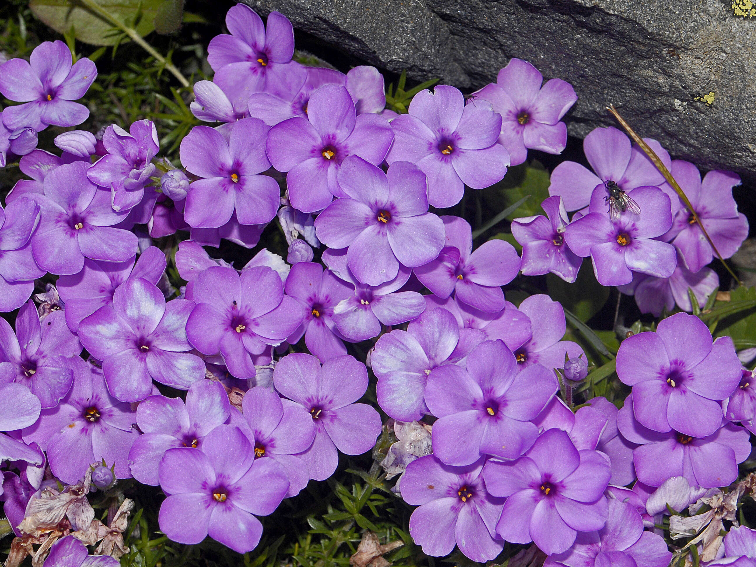 Image of Phlox caespitosa subsp. caespitosa