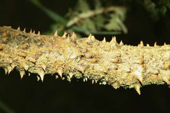 صورة Cyanea shipmanii Rock