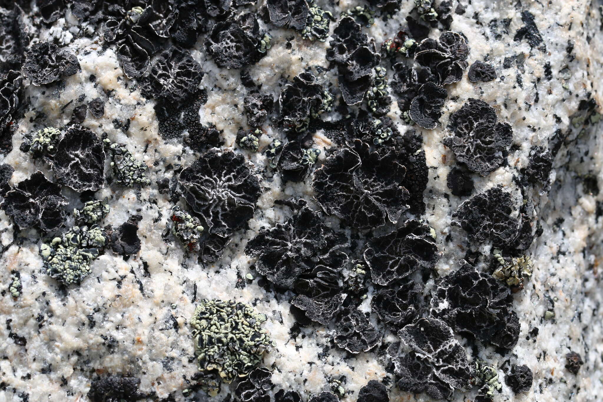 Image of Krascheninnikov's navel lichen