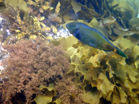 Image of Spiny-tailed leatherjacket