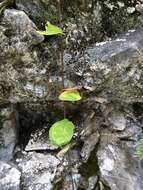 Ficus tannoensis Hayata的圖片