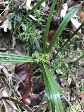 Imagem de Cyperus cyperoides (L.) Kuntze