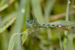 Image of Blue-faced Ringtail