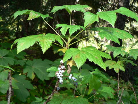 Image of stink currant