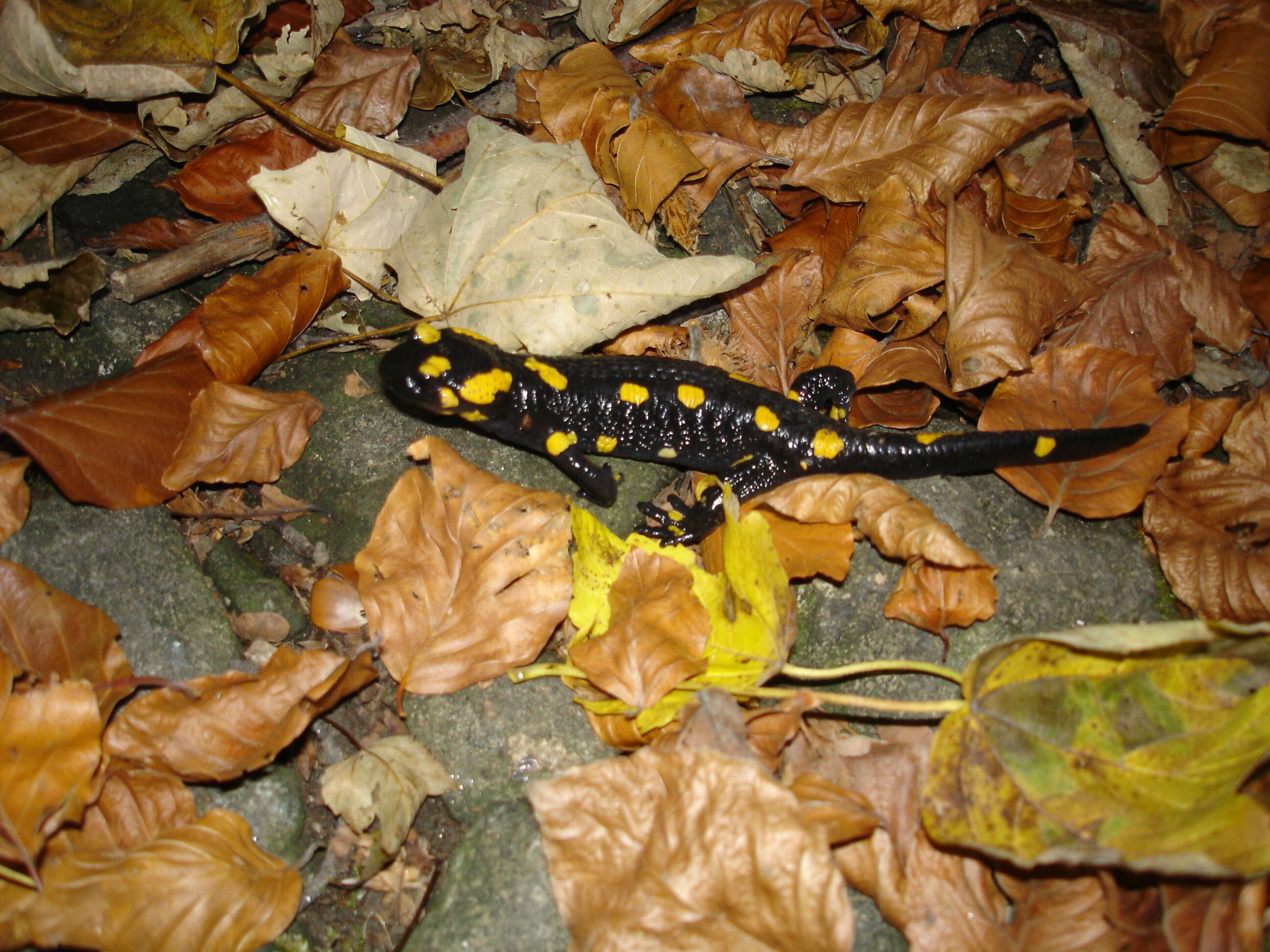 Image of Common Fire Salamander