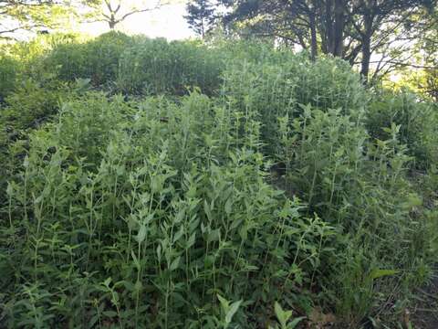 Image of hoary mountainmint