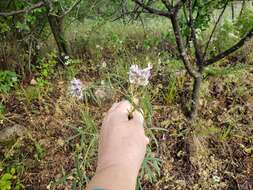 Imagem de Psoralea cyphocalyx A. Gray