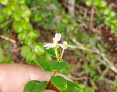 Plancia ëd Heteropterys purpurea (L.) Kunth