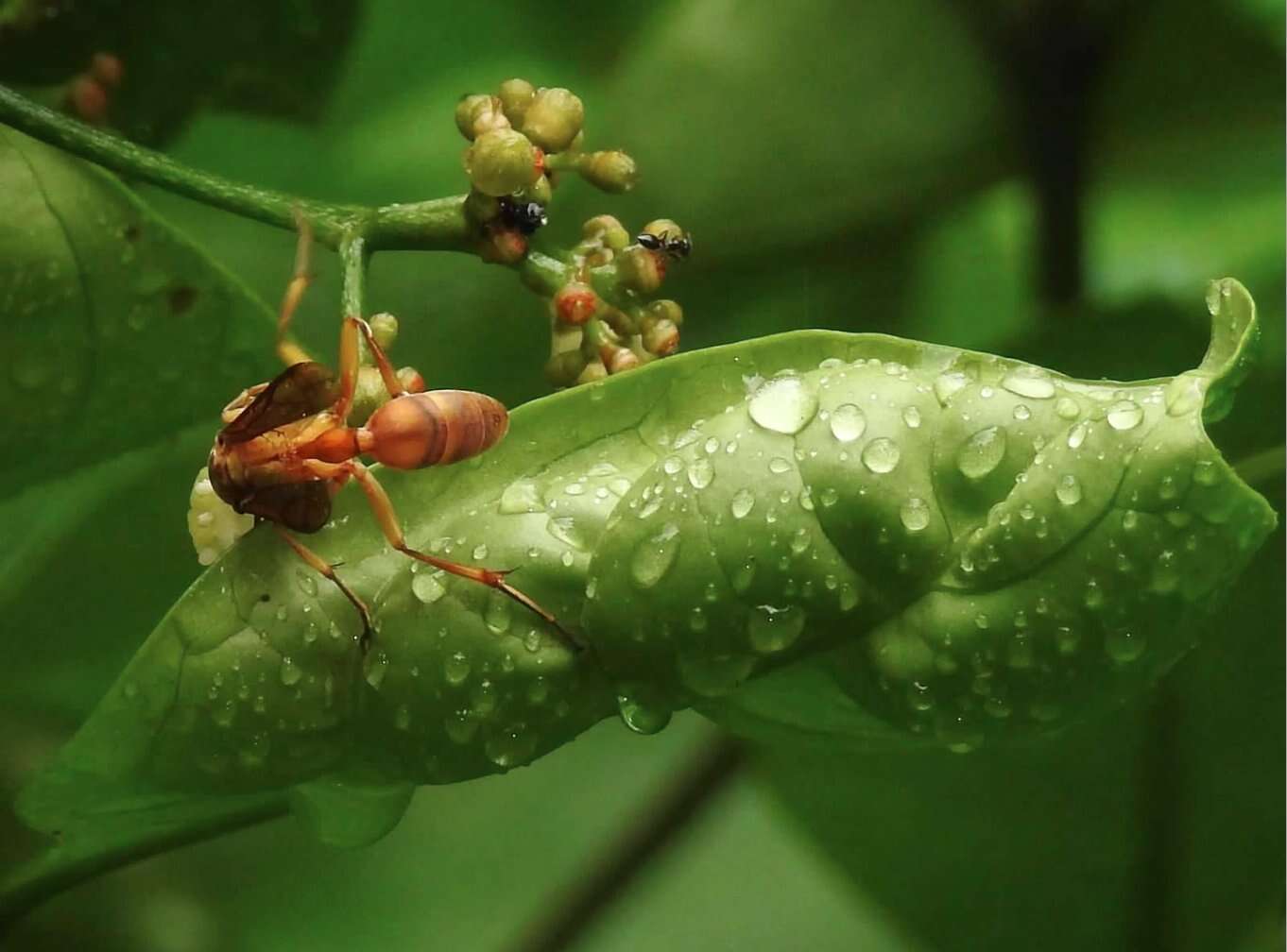 Parapolybia indica (de Saussure 1854)的圖片