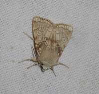 Image of Heart Moth