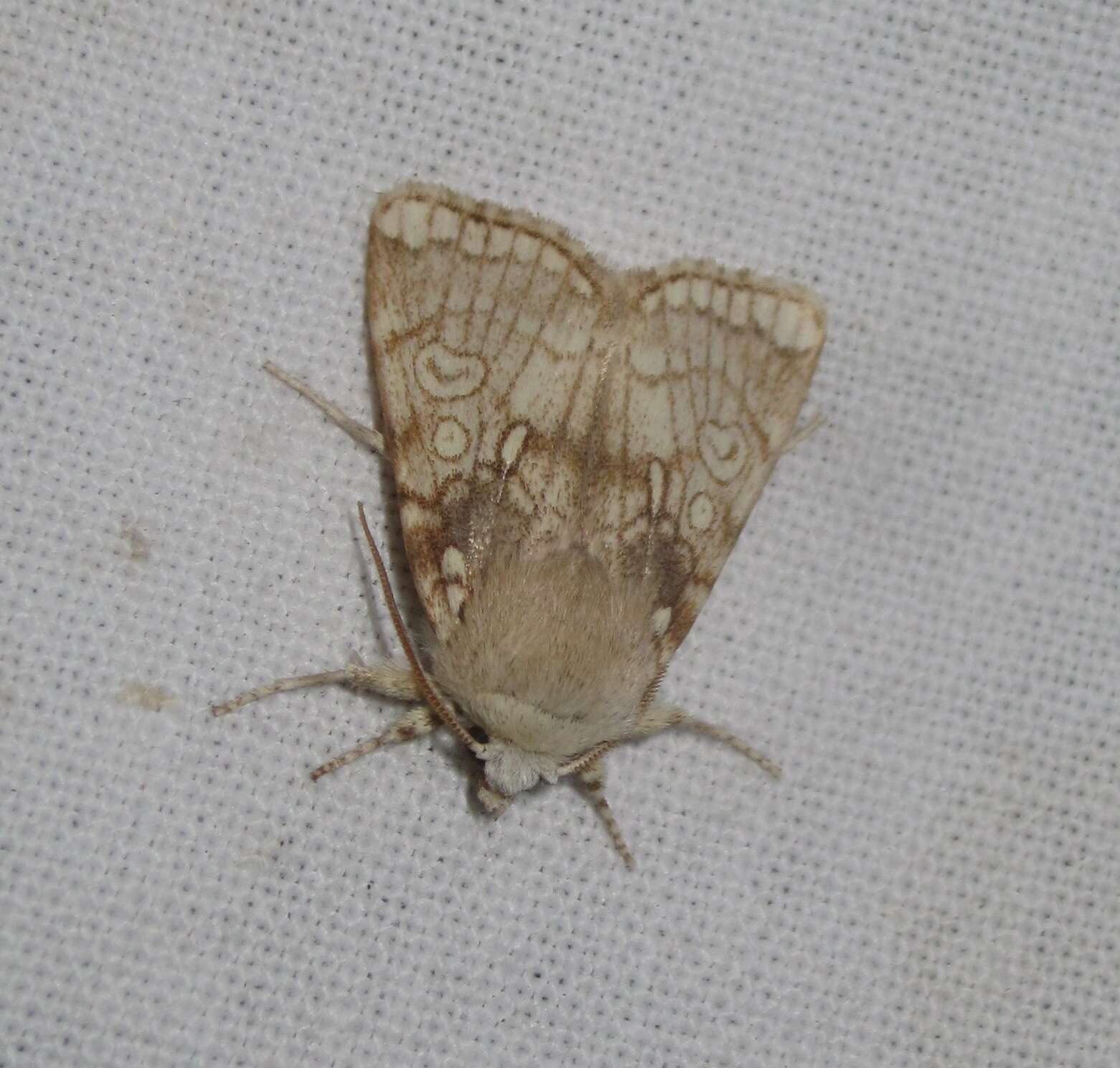 Image of Heart Moth