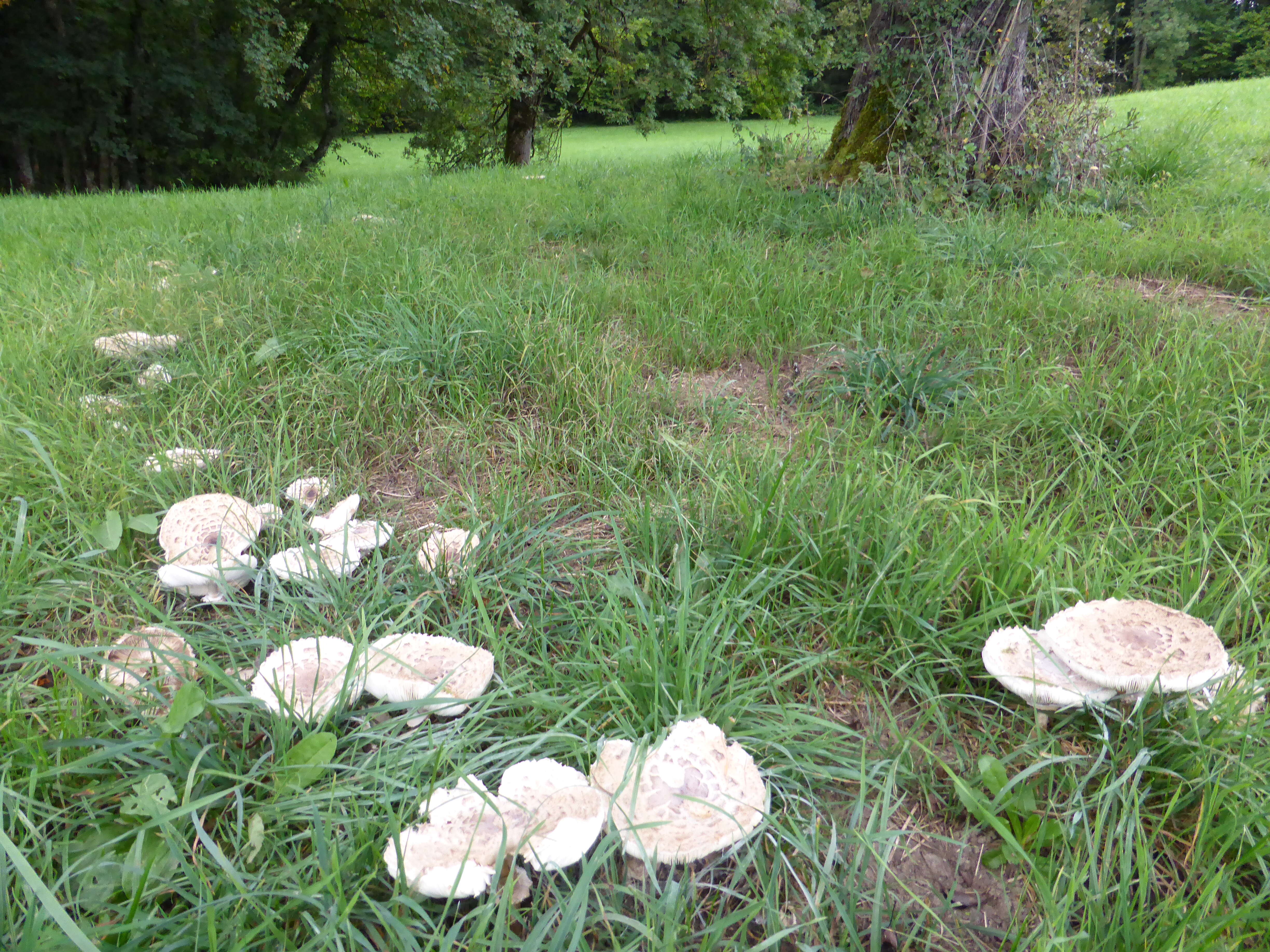 Plancia ëd Chlorophyllum rhacodes