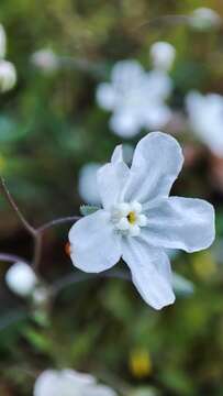 Image of whiteflower navelwort