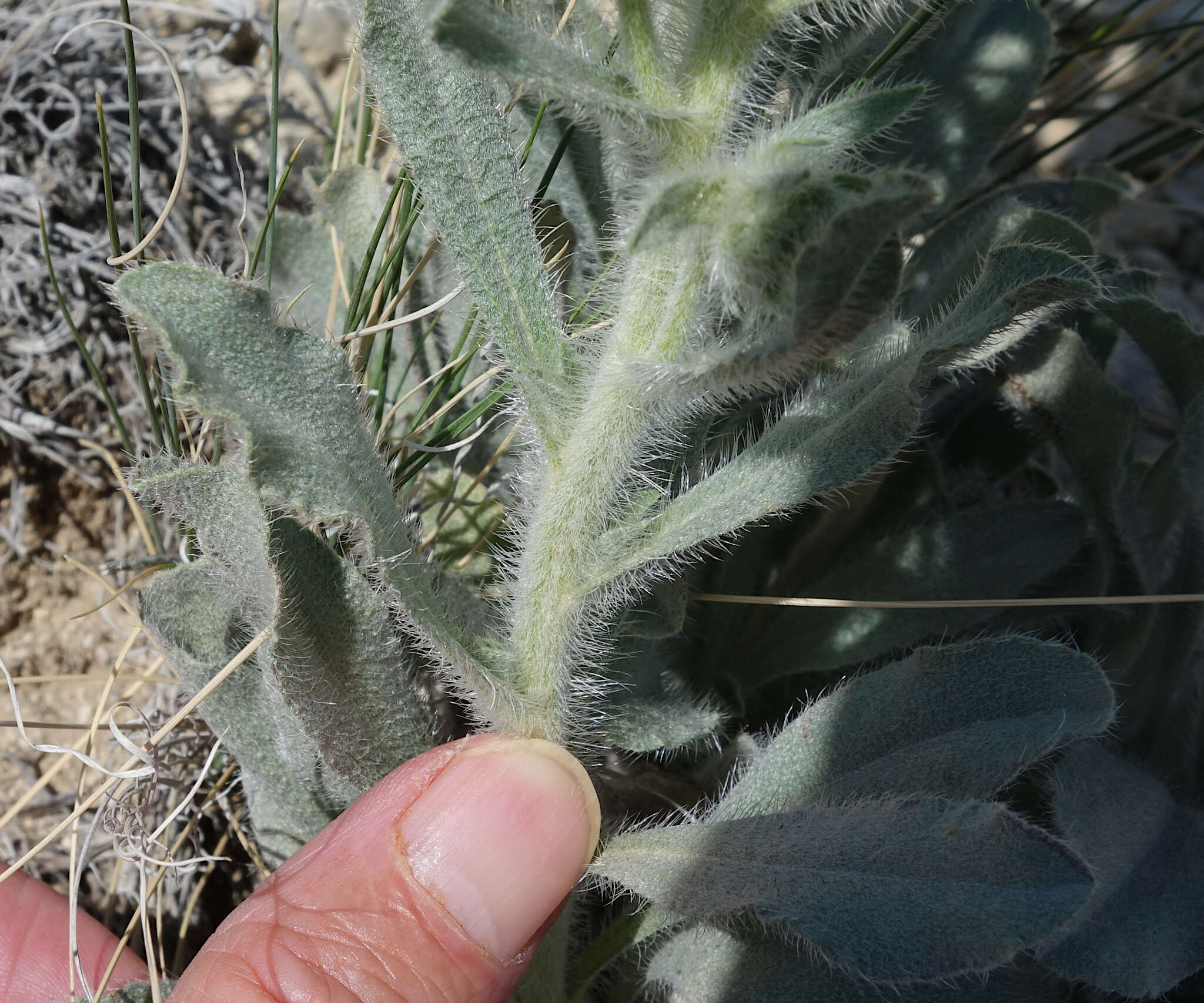 Image de Oreocarya thyrsiflora Greene