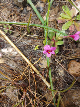 Imagem de Diplacus congdonii (B. L. Rob.) G. L. Nesom