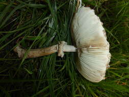 Plancia ëd Chlorophyllum rhacodes