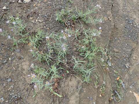 Image of Mountain American-Aster