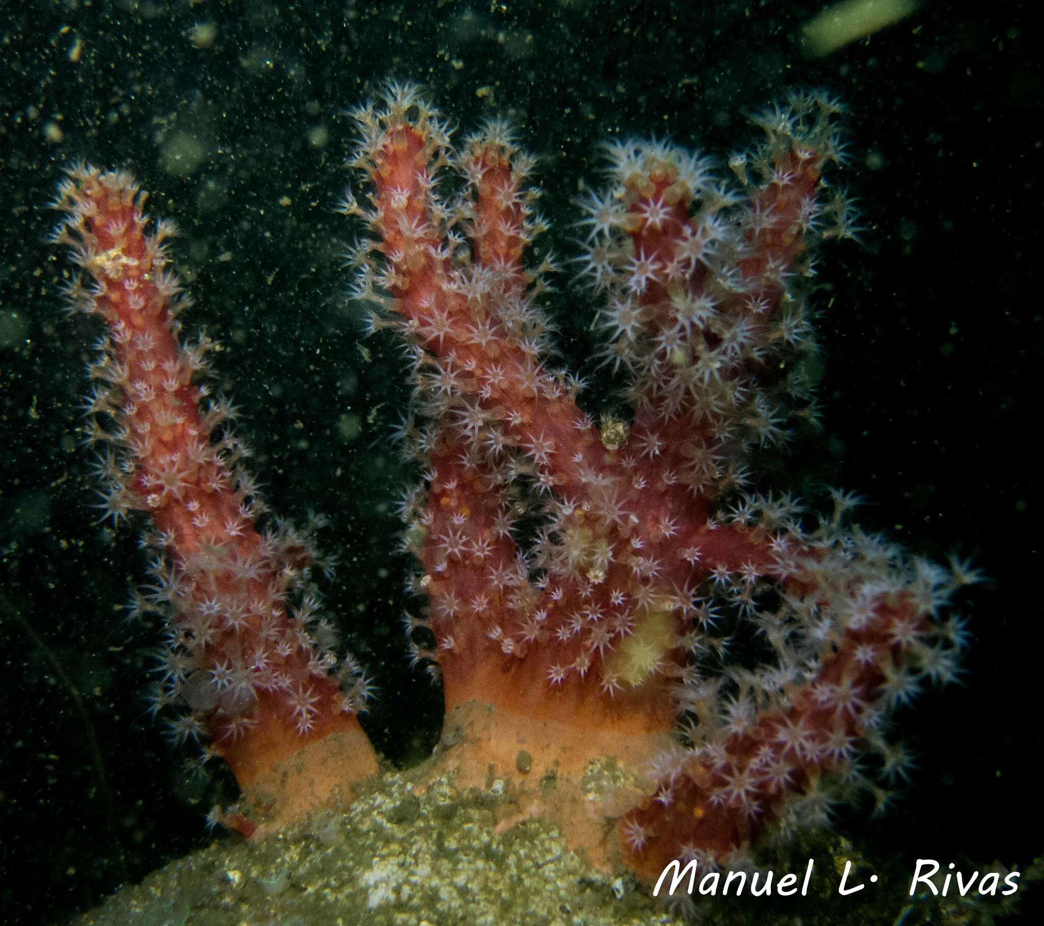 Imagem de Alcyonium glomeratum (Hassall 1843)