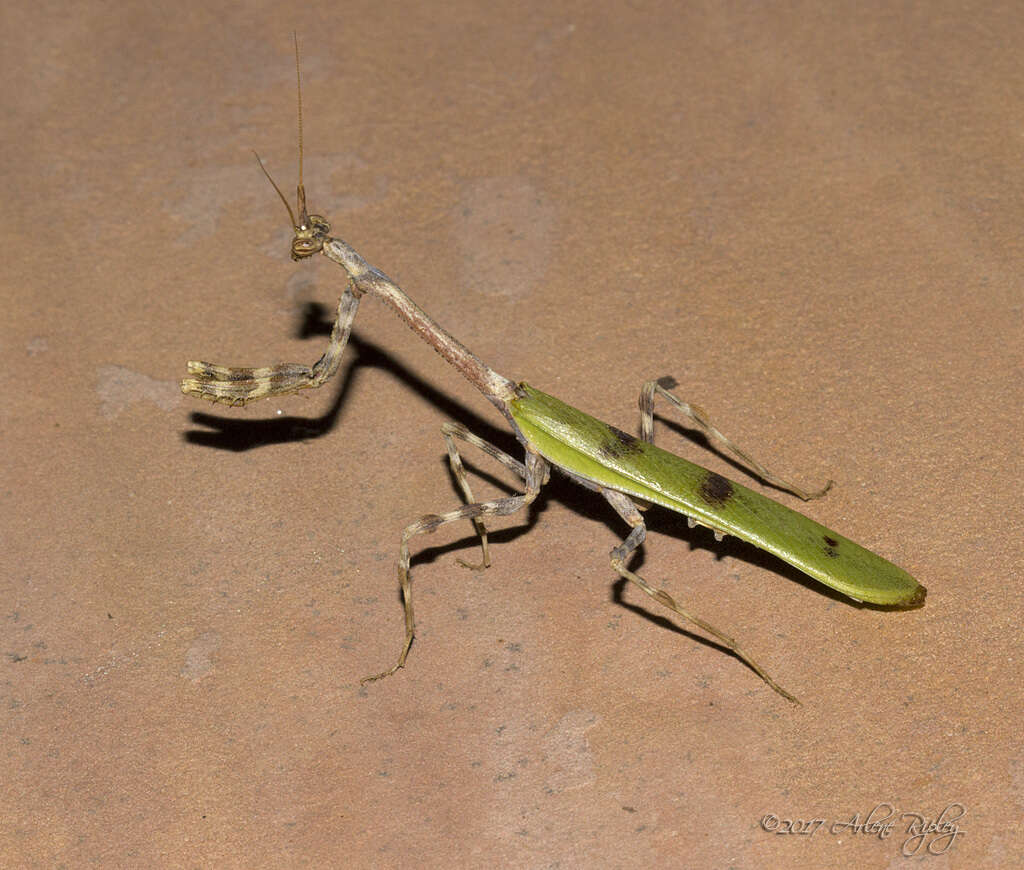 Image of Pseudovates arizonae Hebard 1935