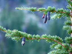 Image of Mountain Hemlock