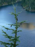 Image of Mountain Hemlock