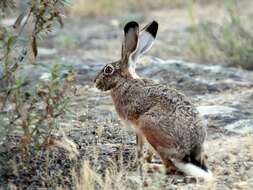 Image of Granada Hare