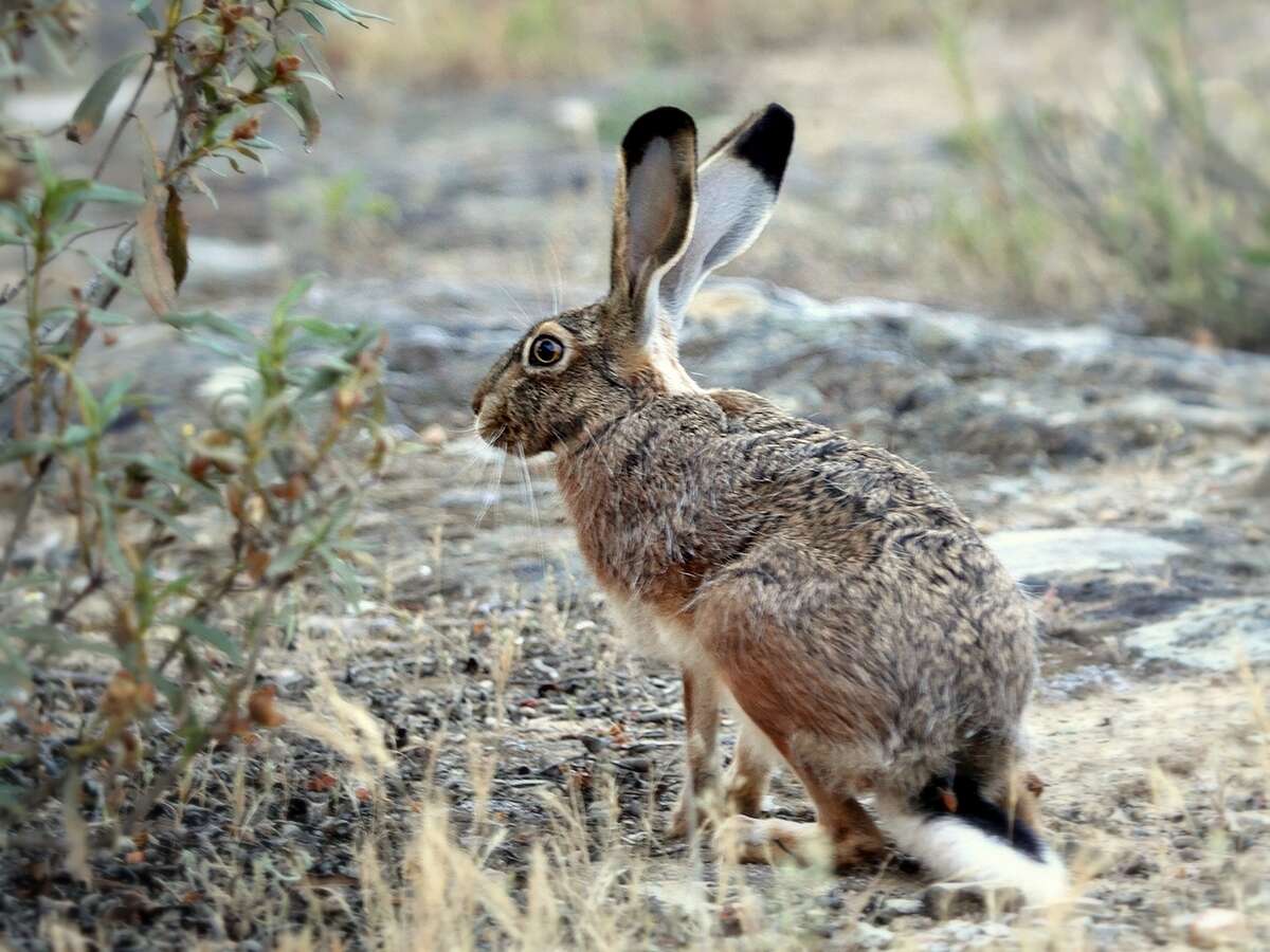 Image of Granada Hare