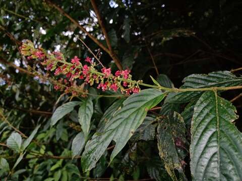 Image of Arachnothryx capitellata (Hemsl.) Borhidi