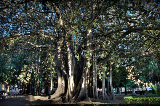 Image of Moreton Bay fig