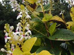 Image de Pseuderanthemum maculatum (Lodd.) I. M. Turner