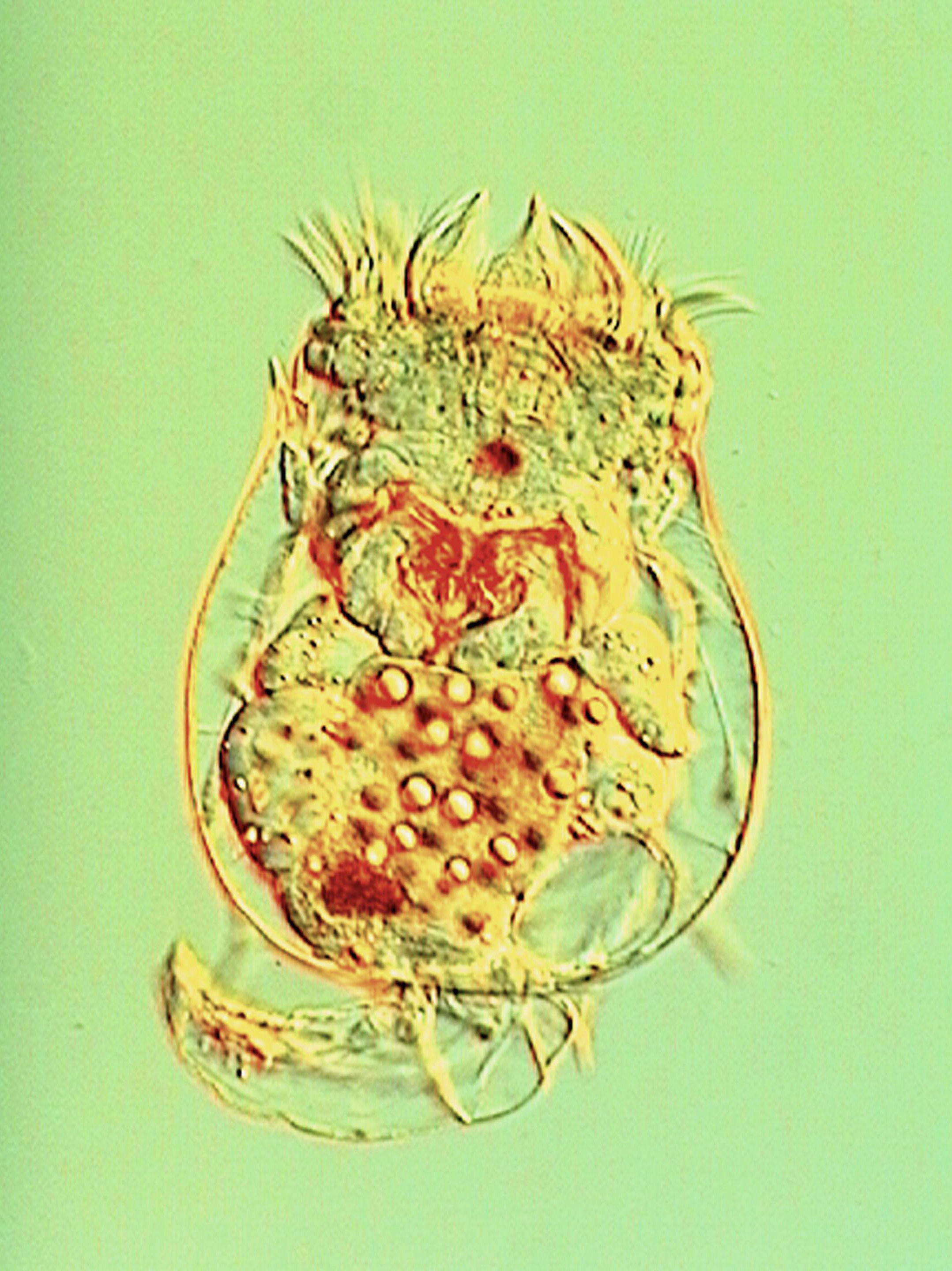 Image of Brachionidae