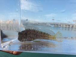 Image of Mussel Blenny