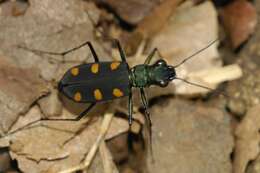 Image of Cicindela (Calochroa) safraneki (Werner & Wiesner 2008)