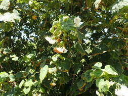 Dombeya cymosa Harv.的圖片