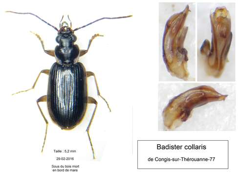 Imagem de Badister (Baudia) collaris Motschulsky 1844