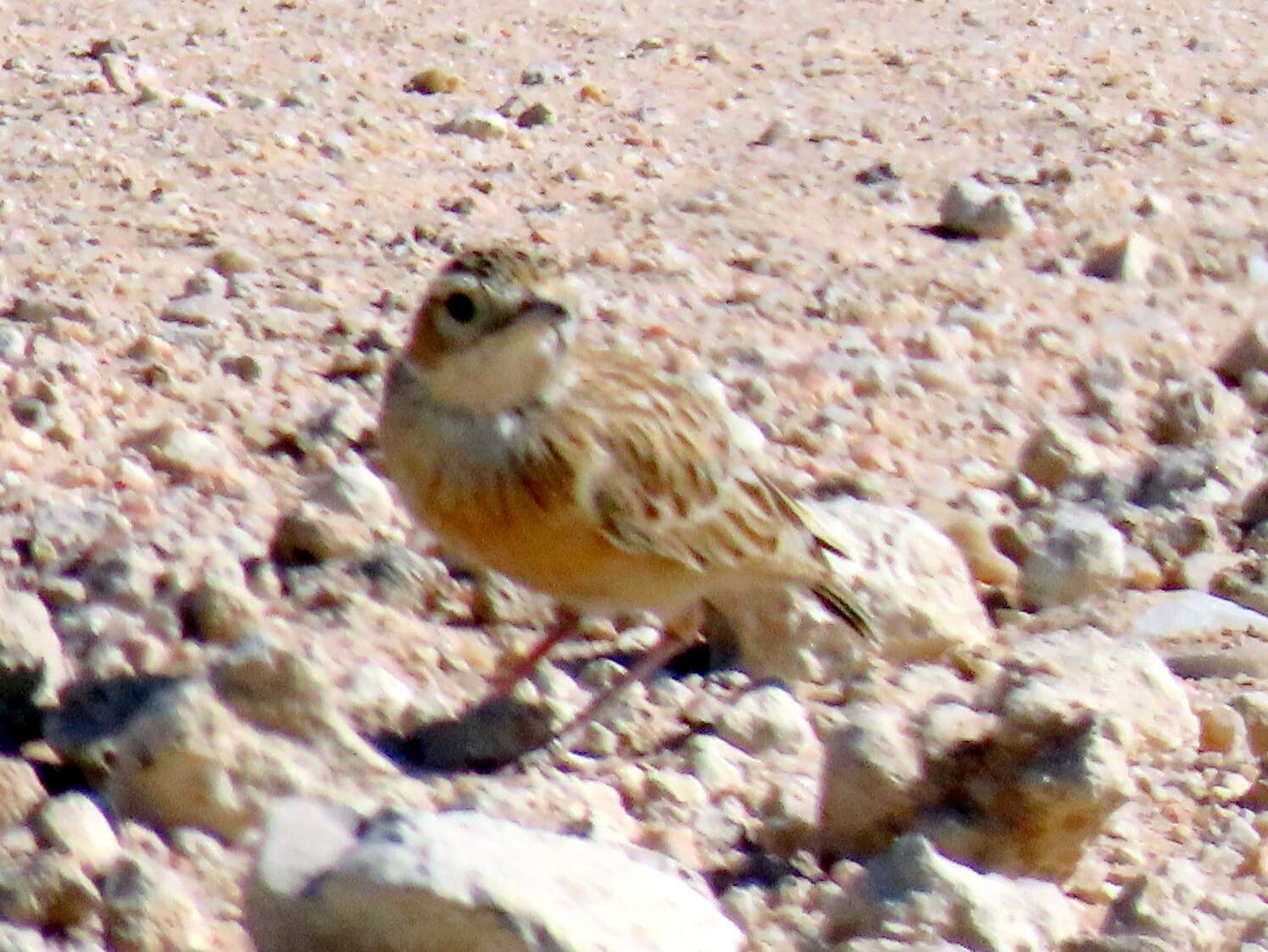 Imagem de Chersomanes albofasciata barlowi White & Cmn 1961