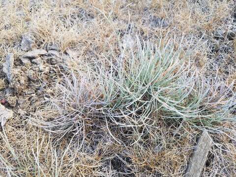 Image of Ephedra monosperma J. G. Gmel. ex C. A. Mey.