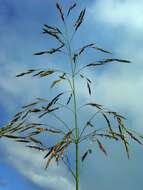 Image of Johnson grass