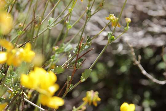 Image of Coronilla ramosissima (Ball) Ball