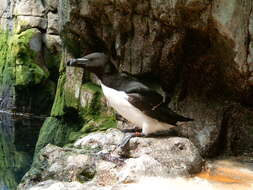 Image of Lesser auk