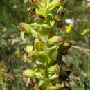 Image of Satyrium odorum Sond.