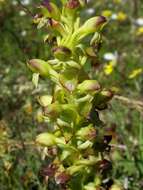 Image de Satyrium odorum Sond.