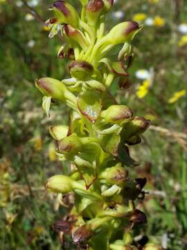 Image de Satyrium odorum Sond.