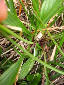 Image of Scabiosa lucida subsp. lucida